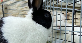 lea pet sitter à AUXY 45340_5