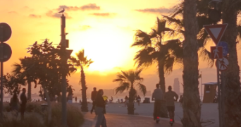 ahlem pet sitter à VILLEURBANNE 69100_0