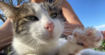 ella pet sitter à TOULOUSE 31000_0