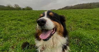 florence pet sitter à LYON 03 69003_1