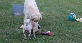 isabelle pet sitter à ANDILLY 95580_3
