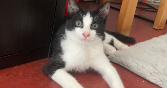 lauryne pet sitter à MARSEILLE 08 13008_3