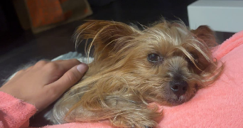 sohane pet sitter à ASCAIN 64310_2