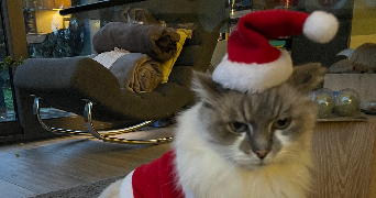 clara pet sitter à SEVRIER 74320_4