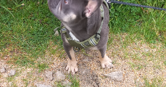 christelle pet sitter à ST AMAND LES EAUX 59230_2