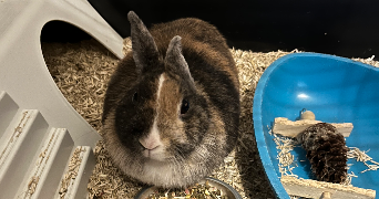 logan pet sitter à ROANNE 42300_4