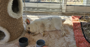 lena pet sitter à PORNIC 44210_8