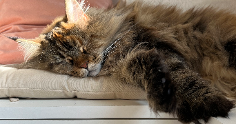 oceane pet sitter à SEVRIER 74320_22