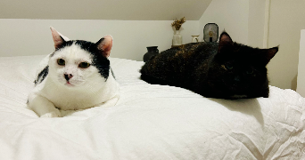 elvina cat sitter à LE PARC 50870_7