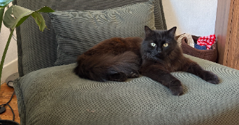 célia pet sitter à TOULOUSE 31400_3