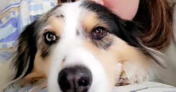 jeannick pet sitter à STE GEMMES SUR LOIRE 49130_0