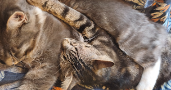 victoria pet sitter à BOURG LE ROI 72610_1
