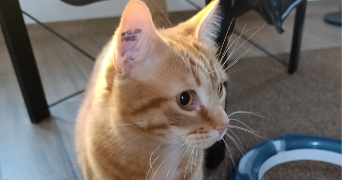 severine pet sitter à RIVE DE GIER 42800_7