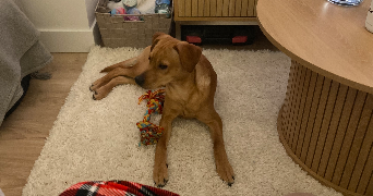 léa pet sitter à Clermont 60600_1