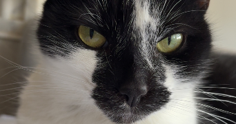 antoine pet sitter à Amiens 80000_2