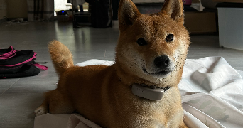 lilou pet sitter à ST JEOIRE 74490_3