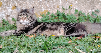 mélissa pet sitter à ESNON 89210_3