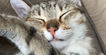 judith pet sitter à CLERMONT FERRAND 63000_1