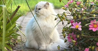 louna pet sitter à GOUVIEUX 60270_1