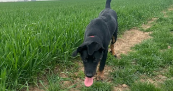 laure pet sitter à BUCY LE ROI 45410_6