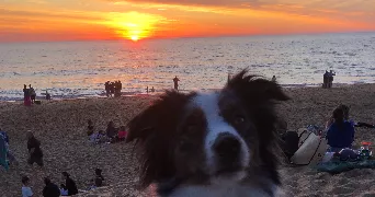 laura  pet sitter à Saint Christophe des bardes 33330