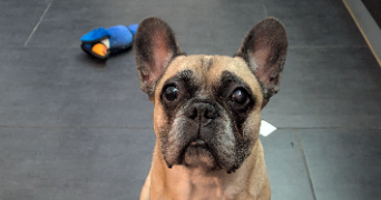 marine pet sitter à LA GRANDE MOTTE 34280_10