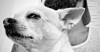 andy pet sitter à PUBLIER 74500_4