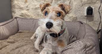maïténa pet sitter à CHATEAU LANDON 77570_1