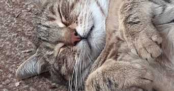 lucie cat sitter à PESSAC 33600_2