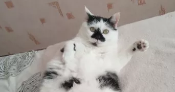 anthony pet sitter à BELLEVILLE EN BEAUJOLAIS 69220