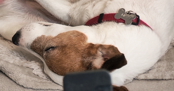 léa pet sitter à CHARNY 77410_4