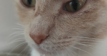 jade pet sitter à WASQUEHAL 59290_2