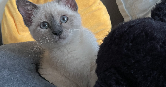 cassandra pet sitter à PARIS 12 75012_1
