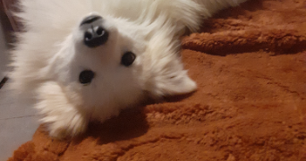 naïs  pet sitter à SIGNES 83870_5