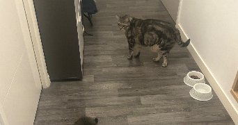 ophélie  pet sitter à ST HERBLAIN 44800_5