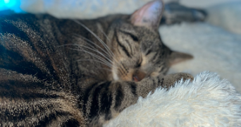 ophélie pet sitter à PONT L EVEQUE 14130_5