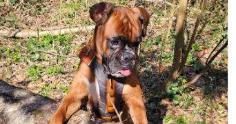 laurette pet sitter à PAU 64000_6