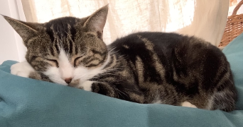 leelou pet sitter à PORDIC 22590_2