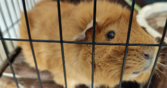 xavier pet sitter à BREST 29200_3