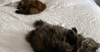 maëlla pet sitter à LES SORINIERES 44840_3