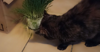 giulia pet sitter à IVRY SUR SEINE 94200_2