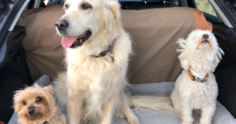 charlotte pet sitter à Lyon 69009_6