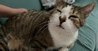 emran pet sitter à MONTPELLIER 34090_2