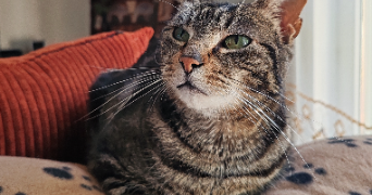 julie pet sitter à BOURG EN BRESSE 01000_2