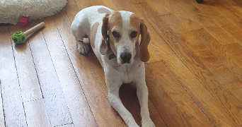 alexia pet sitter à LA GARENNE COLOMBES 92250_1