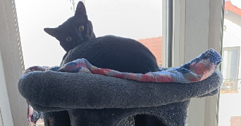 helene cat sitter à VILLEPARISIS 77270_3