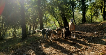 caroline pet sitter à Castagnier 06670_2
