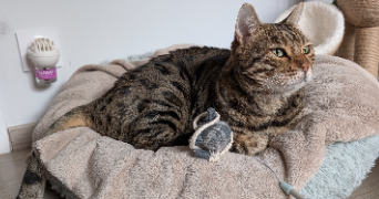 sandra pet sitter à LIMOUX 11300_8