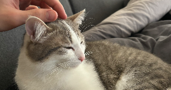 clement pet sitter à CHATEAUNEUF D ILLE ET VILAINE 35430_0