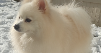 tânia pet sitter à ST PIERRE LES ELBEUF 76320_2